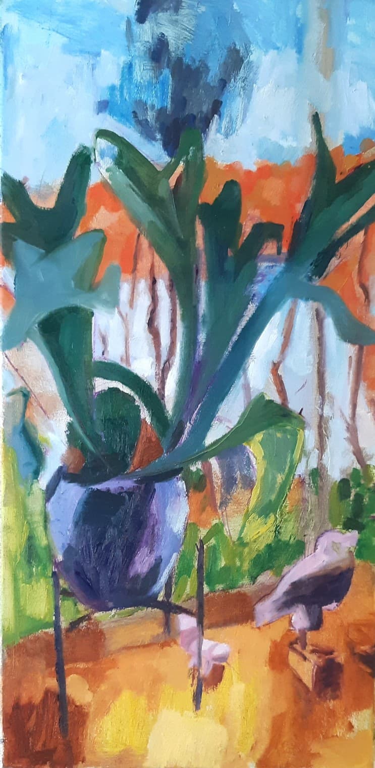 Platycerium — Bij het raam
